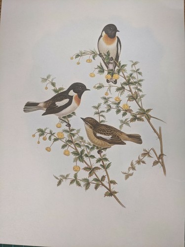 1969 oiseau imprimé blanc - 1969,
