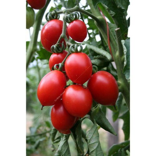 Graines tomates brin de - brin,