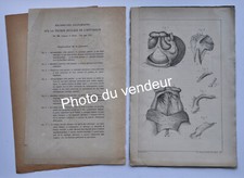 Ichtyologie: Jourdain, 1878