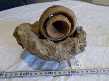 GASTROPODE FOSSILE.CONUS BULBONIS.TOSCANE. 2300g.MOULAGE INTERNE ET EXTERNE.