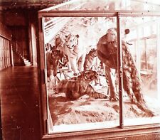 Tigre Animal empaillé Zoologie c1920 Photo Stereo Vintage Plaque V35L21n6