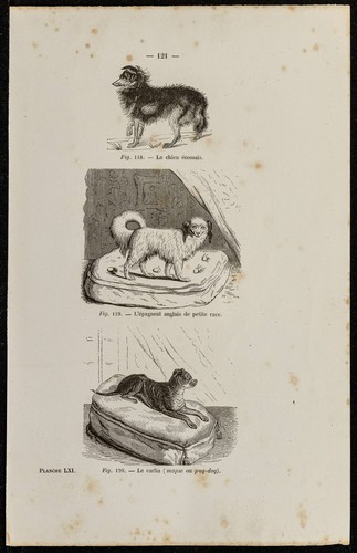 1867 chien écossais - chien,