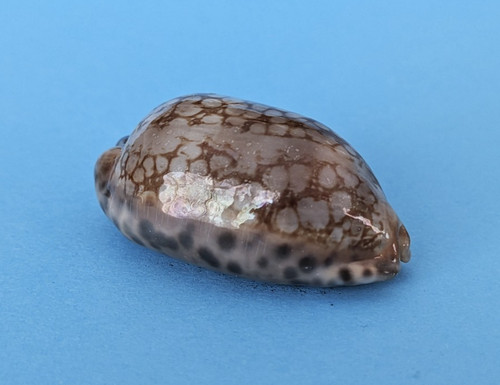 Cypraea scurra occidua mm - cypraea,