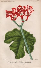 Goutte Tige Corail Plante Jatropha Botanique Fleur Gravure Herincq 1858