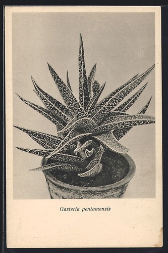 Carte postale gasteria - postale,