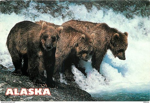 Carte postale animaux - carte,