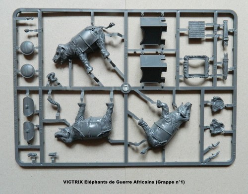 Victrix grappes éléphant - grappes, de