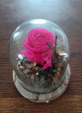 ROSE ETERNELLE SUR SOCLE EN BOIS ET SOUS GLOBE, LUMINEUSE 2 PILES AAA