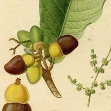 Anacardier Flore Médicale