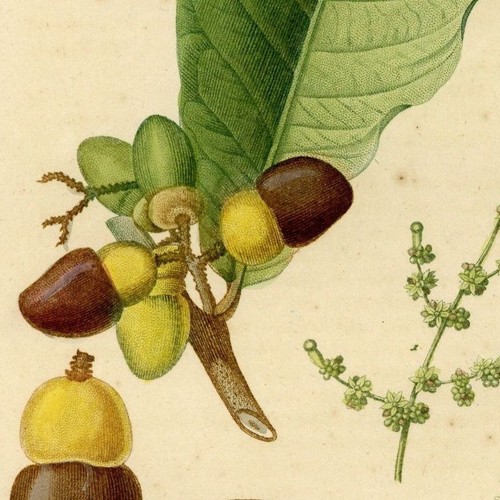 Anacardier flore médicale - flore,