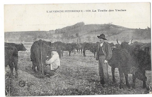 Metier auvergne cantal traite - auvergne,