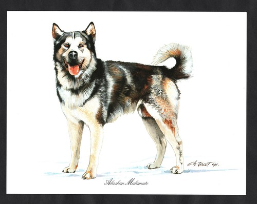 Alaskan malamute dog stunning - malamute,