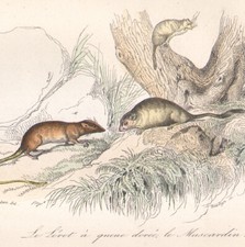 1855 Gravure aquarellée