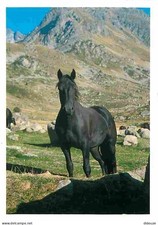 Animaux - Chevaux - Cheval de