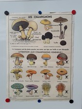 AFFICHE SCOLAIRE VINTAGE 1960 LES CHAMPIGNONS & LA CLASSIFICATION DES PLANTES