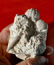 OURSINS FOSSILES JURASSIQUES