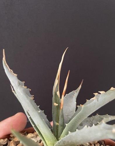 Agave utahensis eborispina - agave,