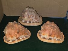 Coquilles de Casque Rouge (Cypraecassis Rufa/Lambi) vintage lot de 3 coquillages