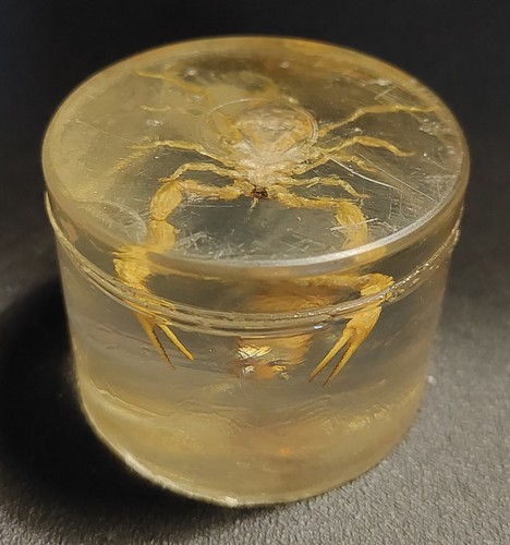 Histoire naturelle résine