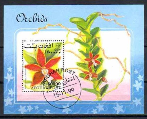 Fleurs orchidées - fleurs,
