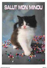 Carte Postale - Animaux -