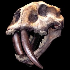 Sabertoothed Tiger - 3D Puff