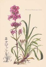 Pechnelke Viscaria Vulgaris Impression Couleur De 1955 Klebnelke Mückenfang