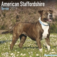 Calendrier 2019 - AMERICAIN STAFFORDSHIRE TERRIER