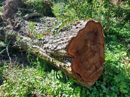 Grume bois noyer - grume,