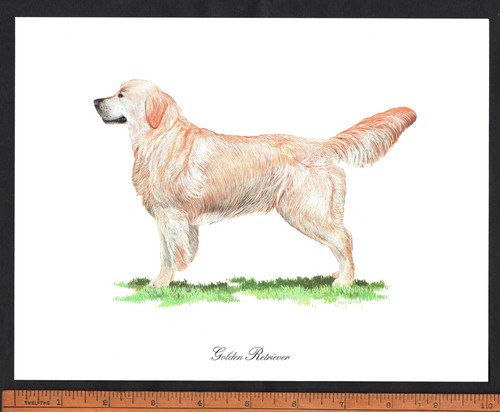 Golden retreiver dog - retreiver,