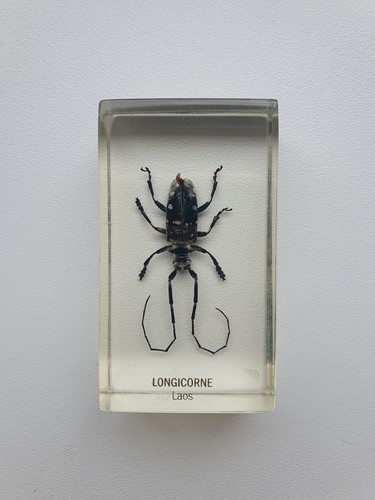Insecte sous résine - ,