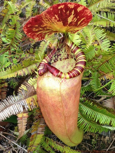 Nepenthes sumatrana plante - nepenthes,
