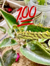 Kalanchoe daigremontiana plante vivipare ➤ Mother of Thousands ??