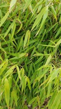 Fargesia robusta 'Pingwu' /