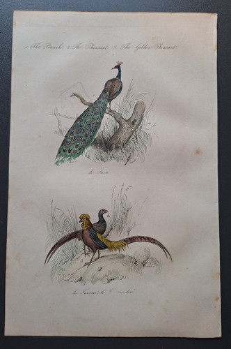 Gravure oiseau rehaussé - oiseau, 19°