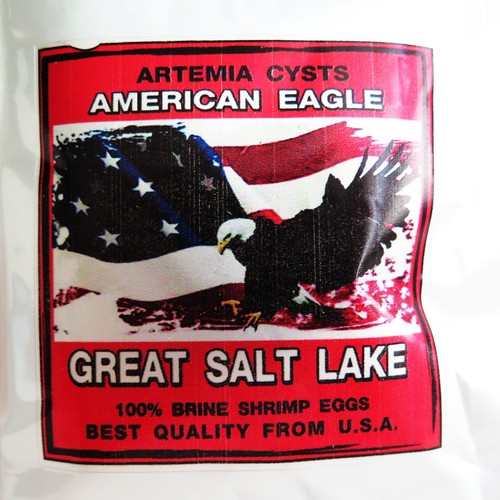 Brine shrimp eggs artemia - shrimp,