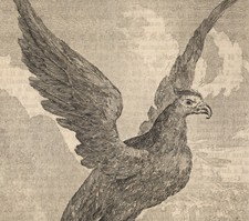 1769 Rare gravure Condor