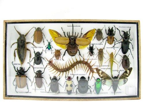 Insectes exotiques réel - insectes, 3d