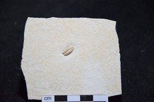 Double aptychus fossile