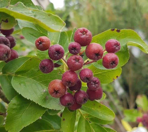 Sorbus fallax burka - fallax, godet