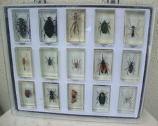 Coffret insectes sous - coffret,