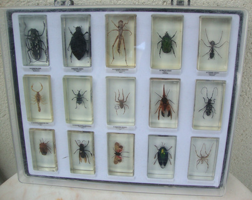Coffret insectes sous - coffret, 15