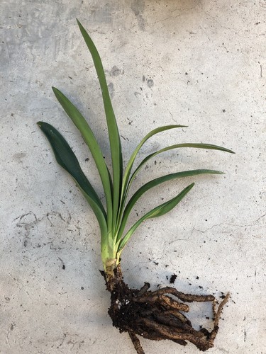 Clivia miniata bush lily bare - miniata,