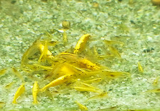 12 Crevettes caridines Yellow fire pour aquarium