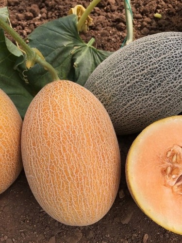 Lot graines de melon - de,