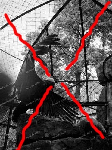 Negative-Berlin-Zoological