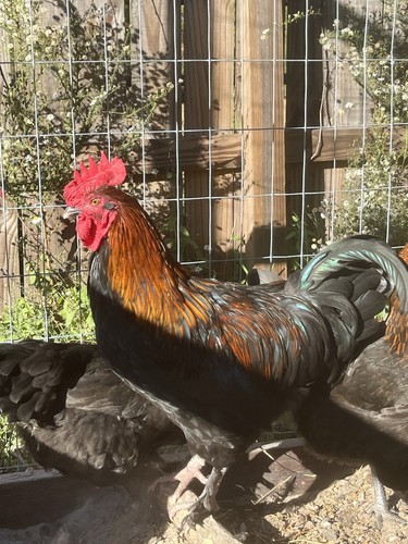 Black copper maran hatching - black,