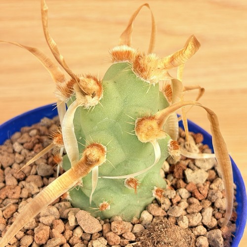 Tephrocactus articulatus - , v