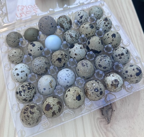 œufs caille fécondés - Œufs,