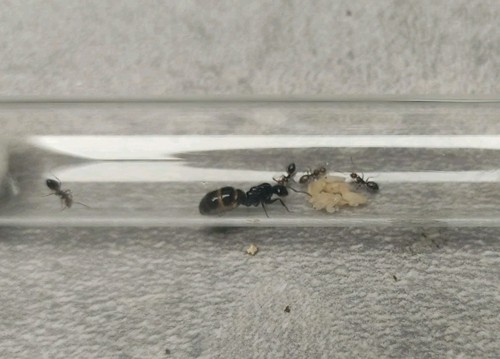 Fourmis camponotus latelaris